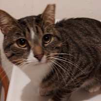 Thumbnail photo of BOOTS #2