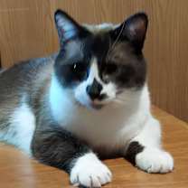 Thumbnail photo of JAKE #4