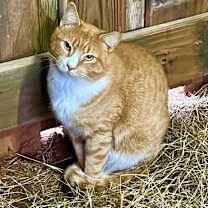 Thumbnail photo of Barn cat/Mouser #4
