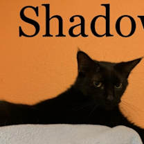 Thumbnail photo of Shadow #3