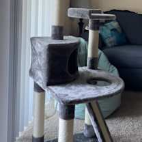 Thumbnail photo of Shelby #2