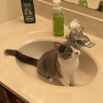Thumbnail photo of Shelby #4