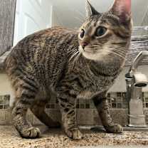Thumbnail photo of Taz #1