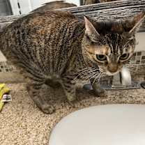 Thumbnail photo of Taz #2