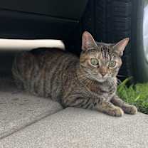 Thumbnail photo of Taz #3