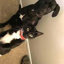 Thumbnail photo of Sampson #1