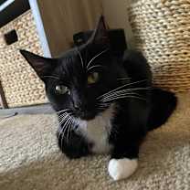 Thumbnail photo of Sampson #2
