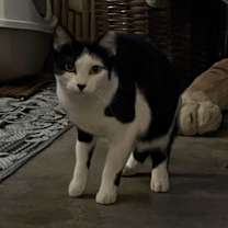 Thumbnail photo of Molly Mama Cat #2