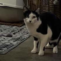 Thumbnail photo of Molly Mama Cat #3