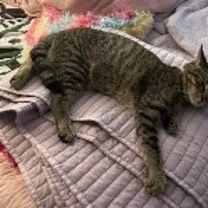 Thumbnail photo of Mango #1