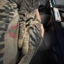 Thumbnail photo of Mango #3