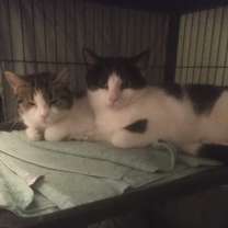 Thumbnail photo of Brandon bonded with Nancy #3