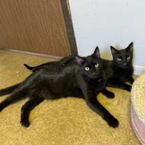 Thumbnail photo of Blondie #2