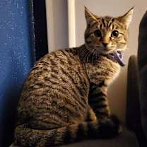Thumbnail photo of ANNIE #1
