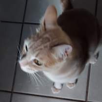 Thumbnail photo of Sahara #2