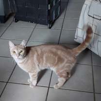 Thumbnail photo of Sahara #3