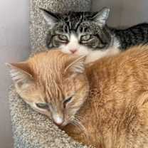 Thumbnail photo of Topper #2