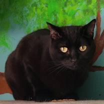 Thumbnail photo of Midnight #4