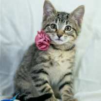 Thumbnail photo of Hettie #1