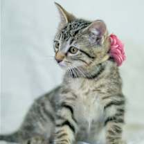 Thumbnail photo of Hettie #2