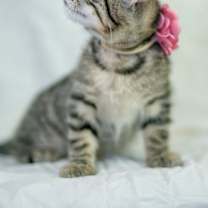 Thumbnail photo of Hettie #3