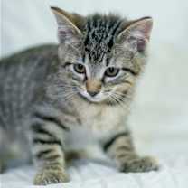 Thumbnail photo of Hettie #4