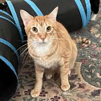 Thumbnail photo of Comet #1