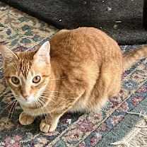 Thumbnail photo of Comet #2