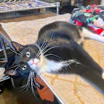 Thumbnail photo of Randon #1