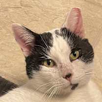 Thumbnail photo of Mr. Moo #1
