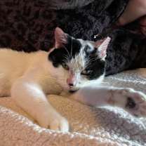 Thumbnail photo of Mr. Moo #2