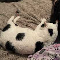 Thumbnail photo of Mr. Moo #4