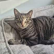 Thumbnail photo of C224 brothers Ollie #1