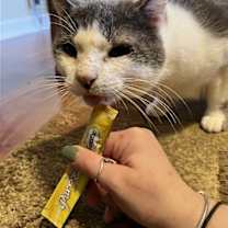 Thumbnail photo of Goliath - FIV+ #1