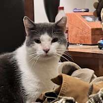 Thumbnail photo of Goliath - FIV+ #2