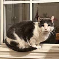 Thumbnail photo of Goliath - FIV+ #3