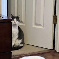 Thumbnail photo of Goliath - FIV+ #4