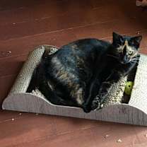 Thumbnail photo of Cleo #2