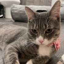 Thumbnail photo of Memphis #1
