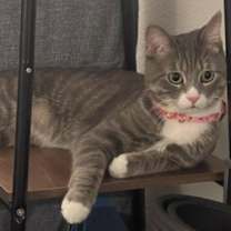 Thumbnail photo of Memphis #3