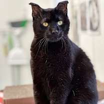 Thumbnail photo of Jag #3