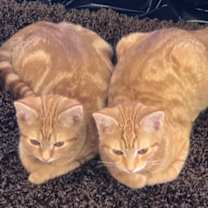 Thumbnail photo of CHEETO! #2
