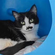 Thumbnail photo of Dana [Permanent Foster] #1