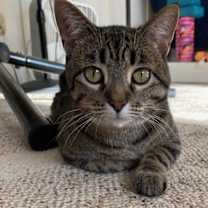 Thumbnail photo of Uno is a Lap Cat #1