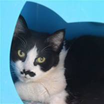 Thumbnail photo of Dana [Permanent Foster] #3