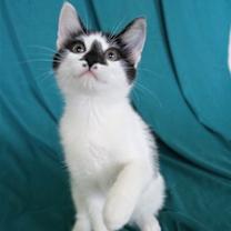 Thumbnail photo of Clover #4