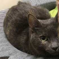 Thumbnail photo of Martini #2
