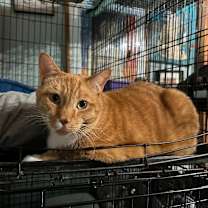 Thumbnail photo of Gambit (declawed) #1