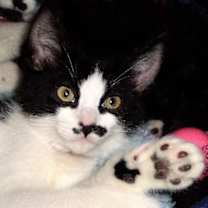 Thumbnail photo of Dana [Permanent Foster] #4