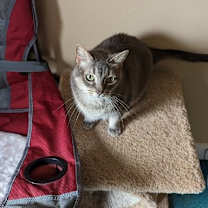 Thumbnail photo of NALA #1